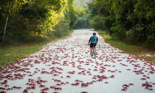 Source: Christmas Island Tourism